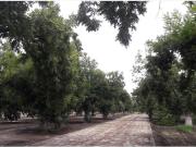 TERRENOS CAMPESTRES EN VENTA EN GOMEZ PALACIO DGO