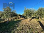 Terrenos Castelo Branco Castelo Branco DLS84537203 Terrenos Castelo Branco Castelo Branco DLS84537203