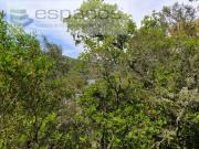 Terrenos Castelo Branco Castelo Branco DS92229039