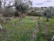 Terrenos Castelo Branco Castelo Branco DS95150300