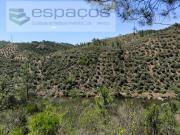 Terrenos Castelo Branco Castelo Branco DS97120328