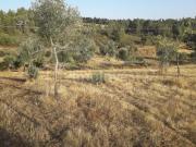 Terrenos Castelo Branco Castelo Branco DS97978031