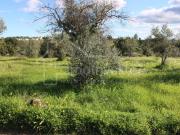 Terrenos Castelo Branco Castelo Branco DS99581194