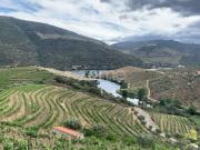 Terrenos com vinhas para produção de Vinho do Porto
