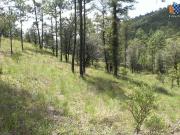 Terrenos en Venta en Fracc. Bosques de Montesi?n Durango