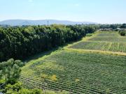 TERRENOS EN VENTA EN QUINTA ARC?NGELES, ATLIXCO