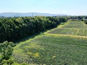 TERRENOS EN VENTA EN QUINTA ARCÁNGELES, ATLIXCO