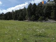 Terrenos en Venta en Rancho El Oso Durango