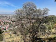 Terrenos en Venta en Zopilocalco Sur, Toluca