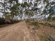 TERRENOS EN VENTA LA TOLA GRANDE LUZUN TUMBACO