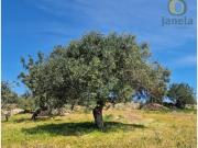 Terrenos Faro Faro DS91320229
