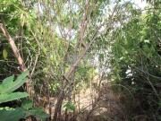 Terrenos Lagos Faro DS92185746