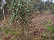 Terrenos Leiria Leiria DS97123922