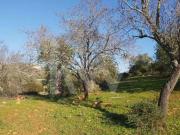 Terrenos Loulé Algarve DS79782344
