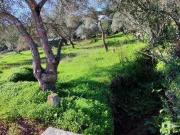 Terrenos Loulé Faro 8100 252 DS87736280