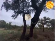 Terrenos Palmela Palmela DS91370151