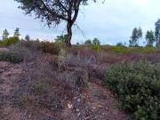 Terrenos Palmela Setúbal DS86007668