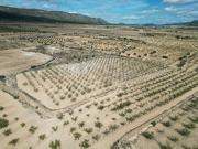 Terrenos PINOSO ALICANTE / COSTA BLANCA 97010725