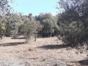 Terrenos Silves Faro DS67134977