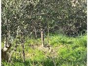 Terrenos Vila Franca de Xira Vila Franca de Xira DS94893540 Terrenos Vila Franca de Xira Vila Franca de Xira DS94893540