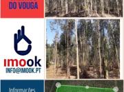 Terrenos/Eucaliptais em Valongo do Vouga Águeda, Aveiro