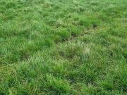 Thomastown Demesne Ballydangan Co Roscommon