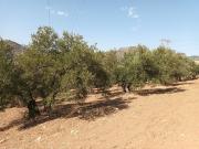 Tierra en venta, Alora