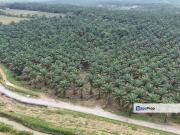 To Kulai Sengkang, Agricultural Land