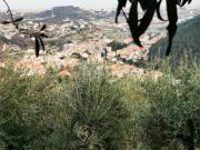 TOIRANO ULIVETO LOCALITA' BUSCHE'