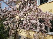 Top 3,5 Zimmer Wohnung in traumhafter Altbau Villa im...