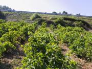 Torres Vedras Torres Vedras 93982719