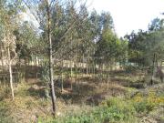 Torres Vedras Torres Vedras 99324972