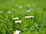 Traum Baugrundstück am Stadtrand nahe Vöcklabruck...