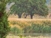 TRAUMHAFT RENOVIERTE HOFSTELLE MIT CHARME UND SCHEUNE...