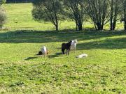TRAUMHAFTER REITERHOF NAHE GFÖHL