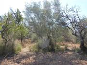 TRES FINCAS EN VENTA