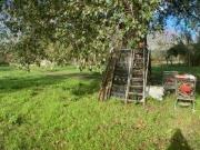 Tribunale di Salerno RG 162/2023 Terreno in asta