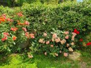 Trilocale in affitto a Roma via Giuseppe Allegranza,... Trilocale in affitto a Roma via Giuseppe Allegranza,...