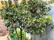 Trilocale in vendita a Marano di Napoli via Speranza