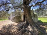 “Trullo Bell’ Albero” In Vendita A Carovigno 190m² Carovigno