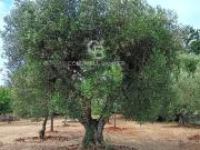 Trullo in vendita a Cisternino