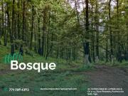 Tu Refugio en el Bosque: Invierte en Tranquilidad y... Tu Refugio en el Bosque: Invierte en Tranquilidad y...