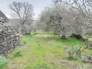 ULIVETO 4.000MQ CON RUDERE NON CATASTATO PROSPETTO STRADA
