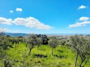 Uliveto in vendita a Montecorvino Rovella