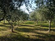 Uliveto in zona Pesaro
