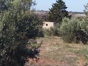 Uliveto terreno agricolo