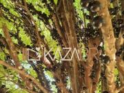 Uma linda Casa em Atibaia à venda, 346 m² por R$...