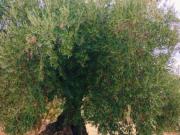Un Paraíso Natural entre Olivos, Granados, Almendros e...