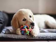 For Rent! 123 Airdrie Pet Store Way, Airdrie, AB, T4B...