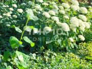 Urbane 2 Zimmer Wohnung Nähe der Traunauen für Anleger...